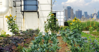 Agriculture urbaine