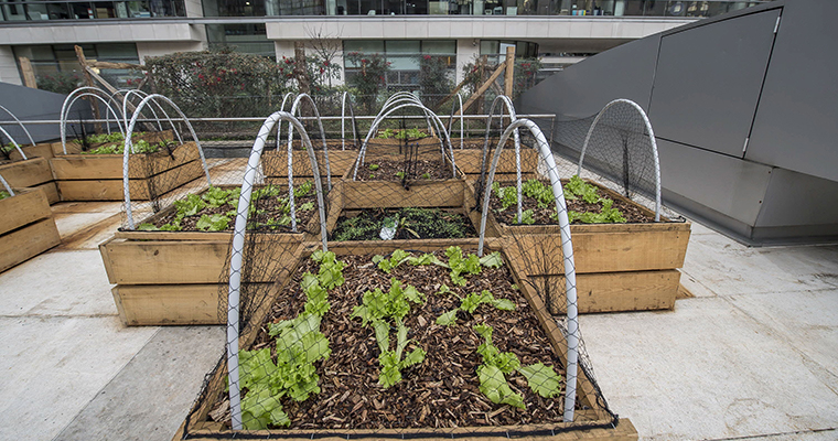 Agriculture urbaine