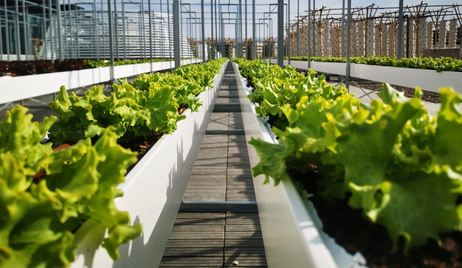 A ce jour, 4 500 m² sont cultivés, soit un tiers de la surface finale. 