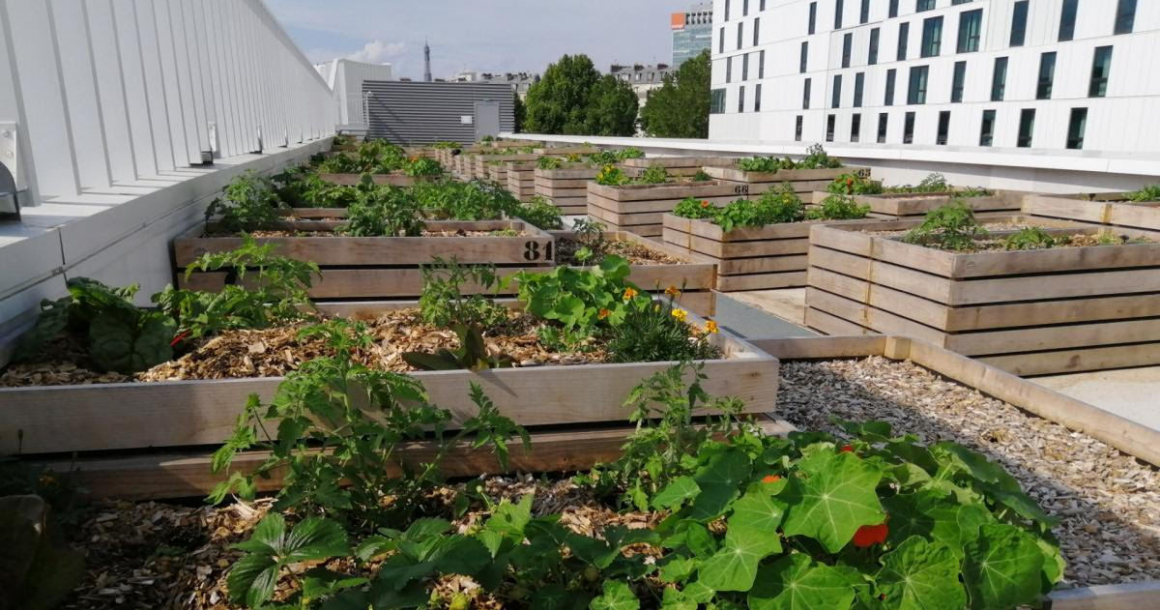 LQ8260927C_picture_0_cropped.jpg Sur le parc des expositions de la Porte de Versailles à Paris,
certains bâtiments voient le vert en grand. Nous vous avons déjà souvent parlé des potagers installés sur les 5 000 m² de l’Opéra Bastille à Paris, un peu moins du tout nouveau toit du pavillon 6 du Parc des expositions de la porte de Versailles et son rooftop maraîcher qui, à son achèvement s'étendra sur une surface de 14 000 m² pour une production de plus de mille fruits et légumes par jour (architectes : Valode & Pistre). 80 000 m² de production agricole seront cultivés sur 1 832 colonnes (aéroponie) et 3 540 gouttières (hydroponie). Baptisé Nature urbaine, il accueille également un restaurant et un bar, conçus par Le Perchoir. Les cartes seront en partie confectionnées à partir de produits cultivés sur place.
Depuis le 1er juillet, le site accueille des ateliers découvertes et des visites pédagogiques autour de l'agriculture urbaine (www.nu-paris.com). Conception du potager : Agripolis et Cultures en ville