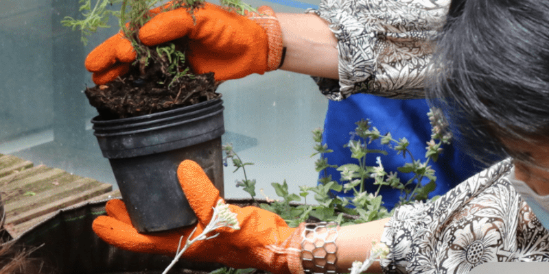 plantologie urbaine.png plantologie urbaine.png