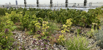 <p>Les quatre services écosystémiques rendus par les toitures végétalisées identifiés par l&amp;#039;Adivet sont : la lutte contre les îlots de chaleur urbains, la gestion des eaux pluviales, la biodiversité et la santé/bien-être. </p>
